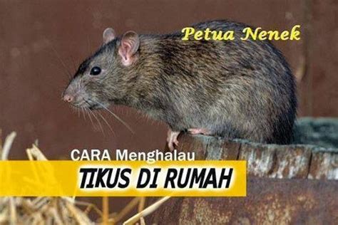 Petua menghalau tikus di rumah anda. Di celah-celah kehidupan