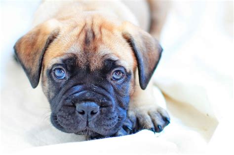 See more ideas about mastiff puppies, bull mastiff, mastiffs. Bull Mastiff Puppies, Puppies Photos, Dog Photos, Dog Breeds