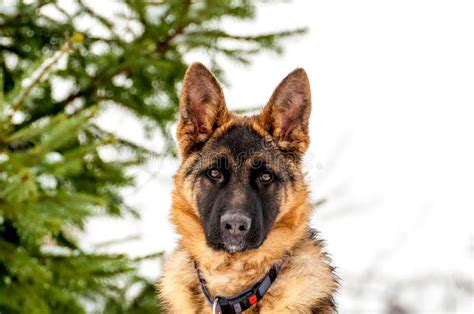 Portrait Of A German Shepherd Puppy Dog At Winter Stock Image Image