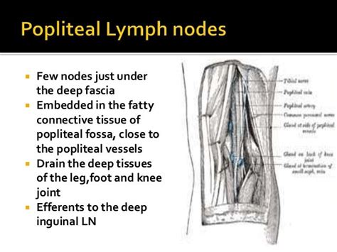 Swollen Knee Lymph Nodes