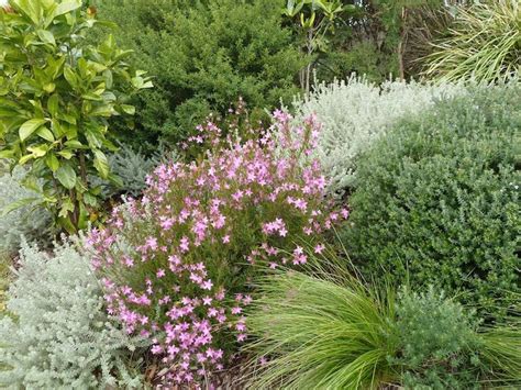 Facing South Are Plants That Can Cope With Poor And Dry Soils Like