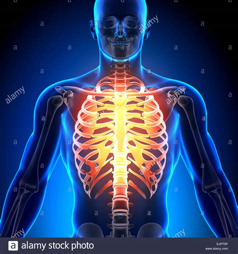 The thoracic spine supports twelve pairs of ribs that slope gently down from the back as they pass around to encase the thorax. Male Chest Anatomy High Resolution Stock Photography and ...