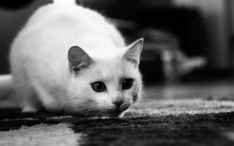 Black And White Cat Wallpapers 70 Background Pictures