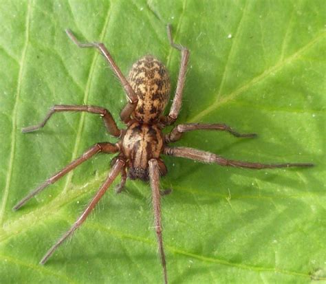 Giant House Spider Naturespot