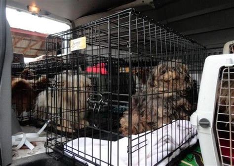 44 dogs found salvation in amherst friday when they were unloaded off a van straight from an amish puppy mill in ohio. Neglected dogs rescued from Amish puppy mill farm in Ohio ...