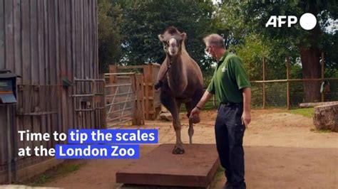 Annual Weigh In For London Zoos Animals — — Entertainment — Guardian Tv