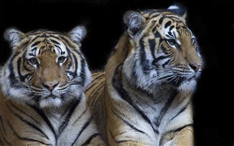 35 Ferocious Tiger Wallpaper For Your Desktop Tiger Wallpaper