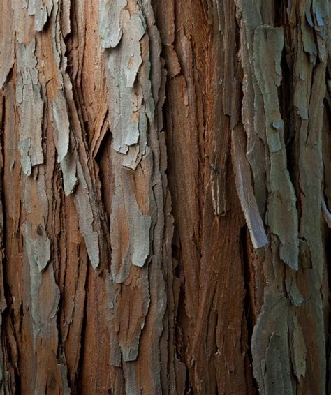 Tree Bark Texture Wood Texture Tree Textures Textures Patterns Wabi
