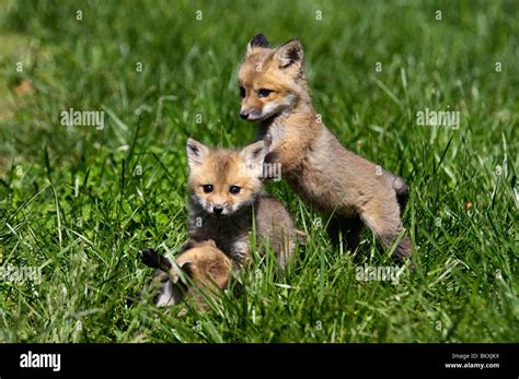 Three Baby Red Foxes Playing Together In Floyd County Indiana Stock