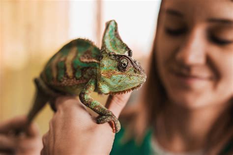 Choosing a Starter Pet Chameleon by Type