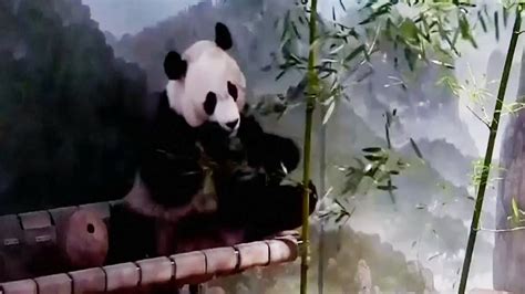 National Zoos Panda Cam Back Online After Government Shutdown Ends