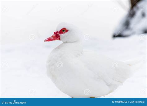 Muscovy Duck On The Snow Near Frozen Water Stock Photo Image Of