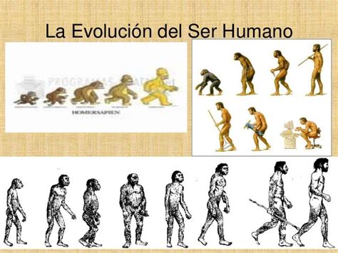 Etapas De La Evolucion Del Ser Humano Timeline Timetoast Timelines Images