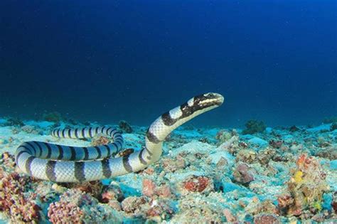 Amazing Aquatic Life Blue Banded Sea Snakes ‘breathe Through Their