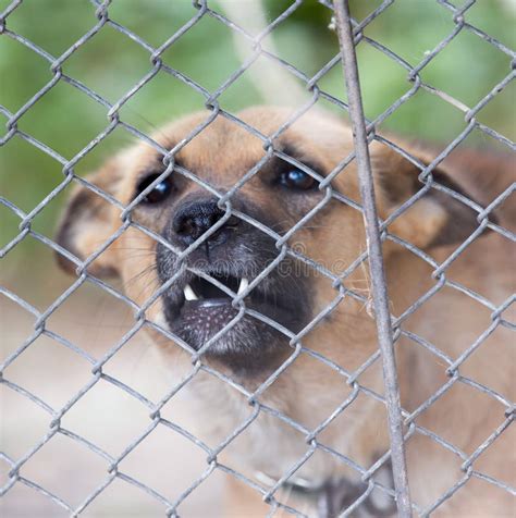 Angry Dog Behind A Fence Stock Image Image Of Furious 100407063
