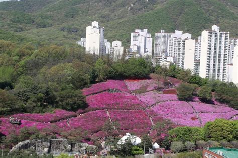 군포 철쭉축제 포토존