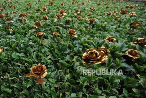 We did not find results for: Ribuan Eceng Gondok Penuhi Pantai Tanjung Bayang Makassar ...