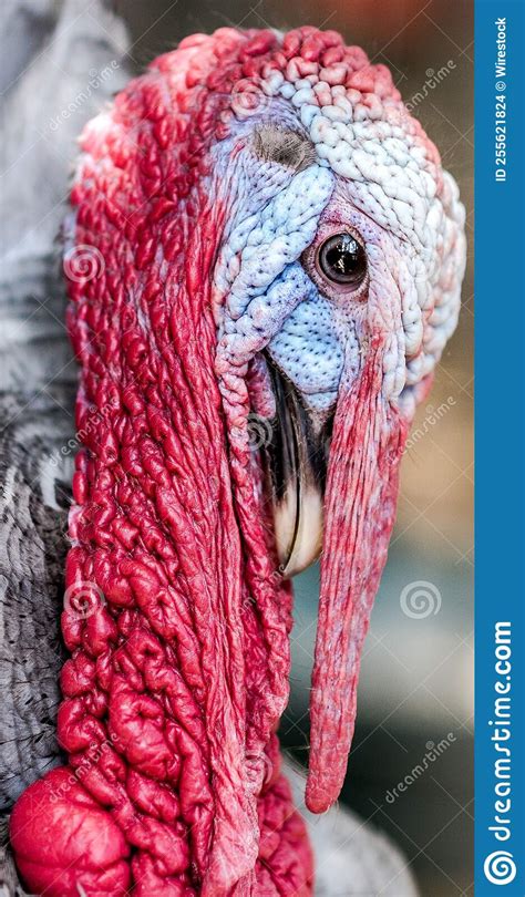 Close Up Of A Turkey Bird Stock Photo Image Of Food 255621824
