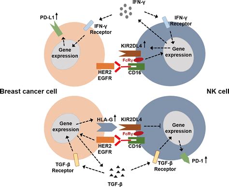 Frontiers Roles Of HLA G KIR2DL4 In Breast Cancer Immune Microenvironment