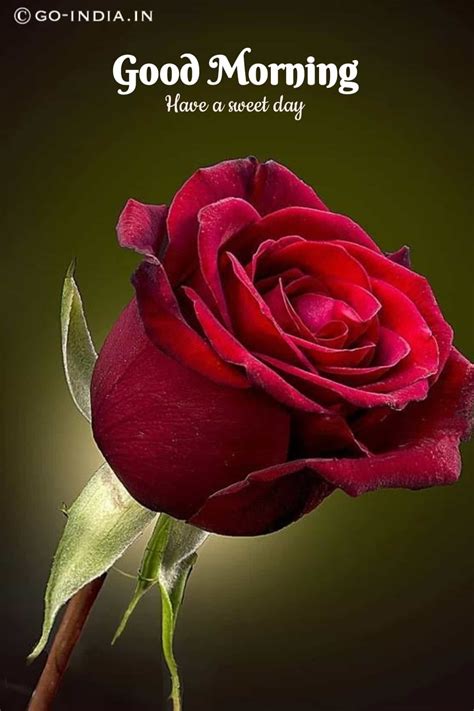 100 Romantic Good Morning Rose Images Best Collection