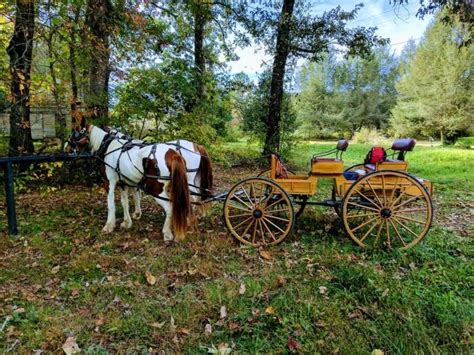 Take A Carriage Ride Through The Mountains At Daffodil Hill Farm And
