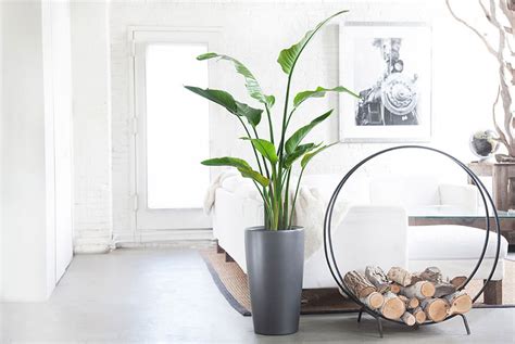 Come pulire l'aria viziata dentro casa utilizzando piante d'appartamento capaci di depurare gli ambienti grazie alle. Fiori e piante per interni da Fiorilandia - Arredare con ...