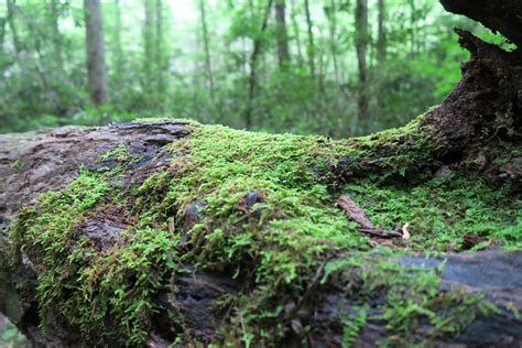 Moss Encrusted Fallen Log 1 Clean Public Domain