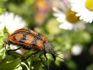 Mix well and spray on problem insect infestations. How to Make Your Own Homemade Pesticides and Bug ...
