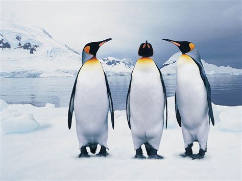 ¿sabías Que En España Hay Pingüinos Desde 1982 Ustedpregunta
