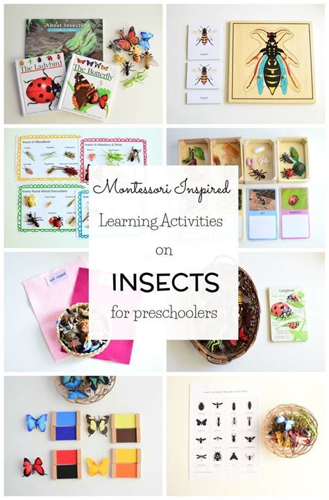 Insect Activities For 3 Years Old Montessori Science Montessori