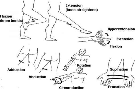 Types Of Body Movement Range Motion Alpf Medical Research