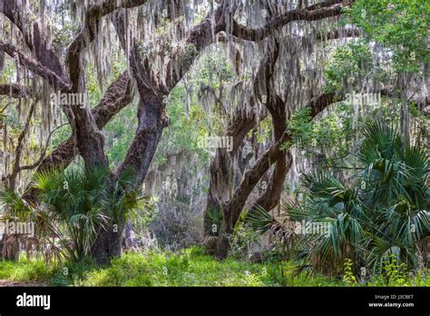 Spanish Moss Hanging In Live Oak Trees At Circle B Bar Reserve In Polk