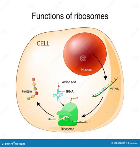 Functie Van Ribosomen Vector Illustratie Illustration Of