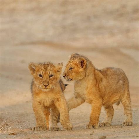 Gir National Park Famous For Asiatic Lion Sasan Gir Gujarat Darshan