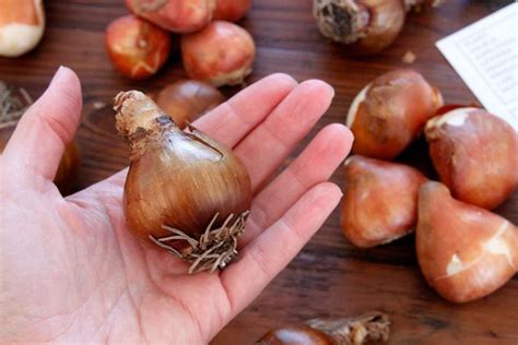 Tips For Planting And Propagating From Bulbs Green In Real Life