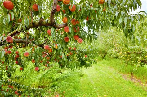 Peach Orchard Stock Photo By ©alexeys 8619199