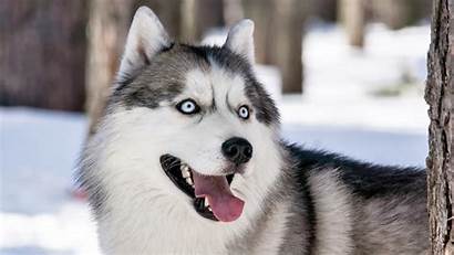 Husky Siberian Snow Dog Face Eyes Tablet