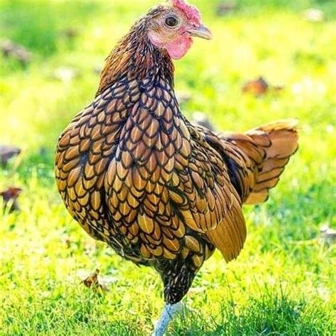 sebright chicken breed info and what you need to know