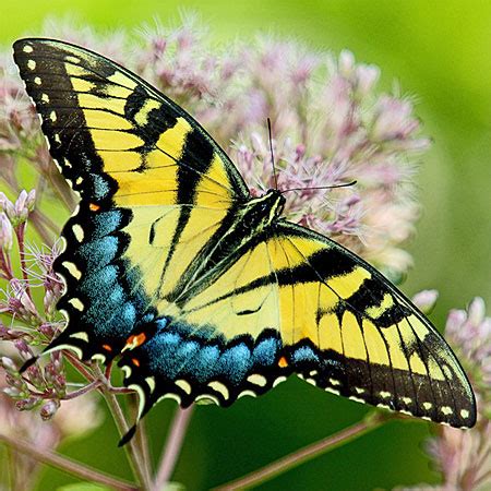 Identify Yellow Butterflies Guide And Photo Gallery