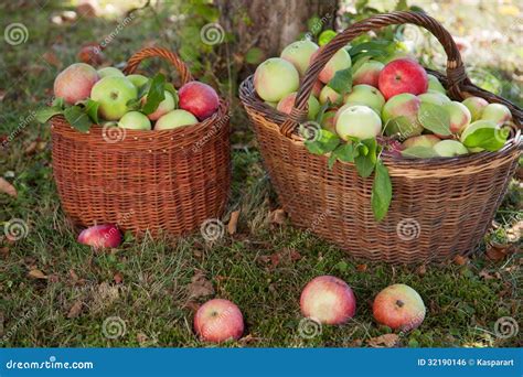 Apple Harvest With Baskets Stock Photo Image Of Freshness 32190146