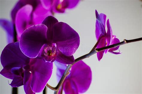 Lilac Flower Of Orchid Stock Photo Image Of Organic 90388208