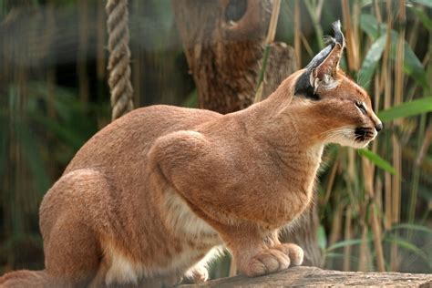 Caracal Wildlife Facts And New Photos The Wildlife