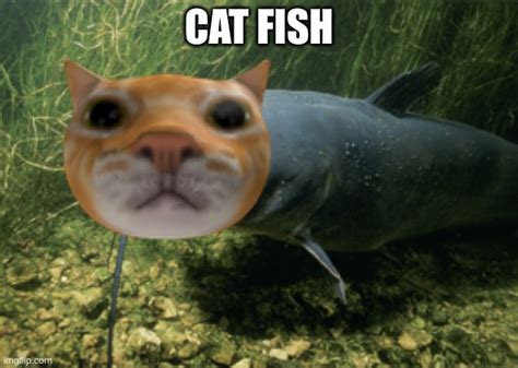 Catfish Imgflip