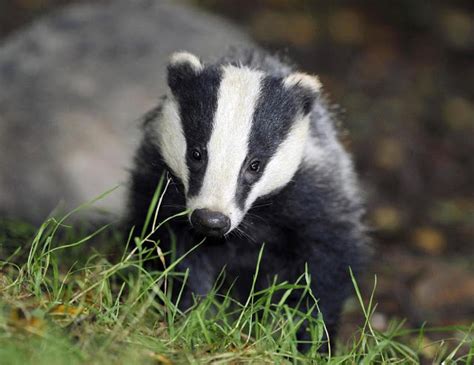 Badgers World Most Amazing Animal The Wildlife