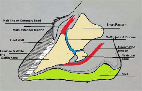 Horse Hoof Anatomy
