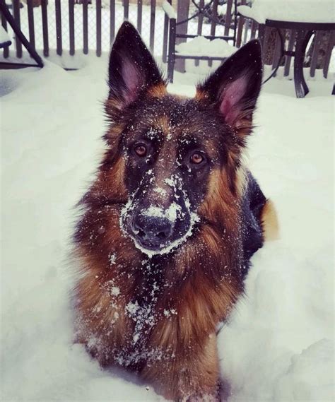 A German Shepard Dog Sitting In The Snow