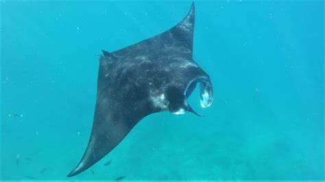 Snorkling Med Manta Rays Vid Nusa Lembongan