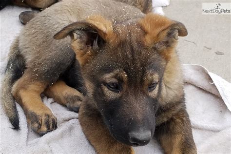 German shepherd puppies make very loyal, protective, and loving pets. White Baby: German Shepherd puppy for sale near Colorado ...