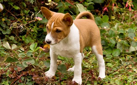 Cute puppies, purebred and designer breed puppies for sale. Basenji puppies for sale in India | Best Price | Asiapets.in