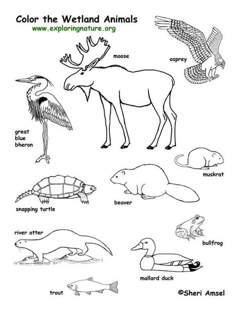 Choose your favorite animals in this chart or see our baby animals, farm animals, and. Ecosystem Coloring Pages - Coloring Home